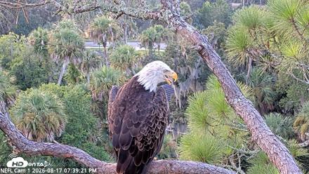 NE Florida Eagles Live Webcam - Aug 17, 2026, 7:40pm EDT