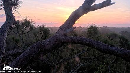 NE Florida Eagles Live Webcam - Jun 2, 2026, 6:37am EDT