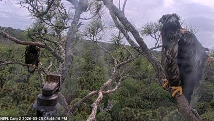 NE Florida Eagles Live Webcam - Mar 25, 2026, 3:46pm EDT