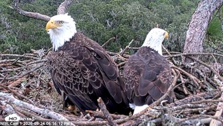 NE Florida Eagles Live Webcam - Sep 24, 2026, 6:57pm EDT