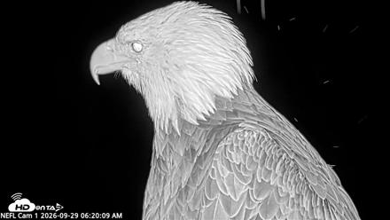NE Florida Eagles Live Webcam - Sep 29, 2026, 6:21am EDT