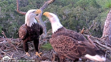 NE Florida Eagles Live Webcam - Sep 7, 2026, 7:31pm EDT