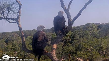 NE Florida Eagles Live Webcam - Apr 24, 2026, 10:08am EDT