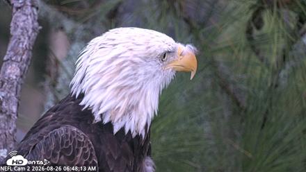 NE Florida Eagles Live Webcam - Aug 26, 2026, 6:49am EDT