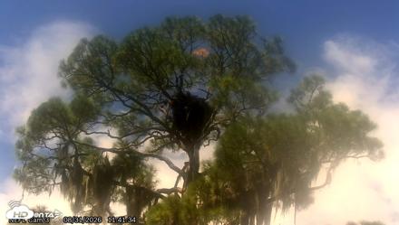NE Florida Eagles Live Webcam - Aug 31, 2026, 11:42am EDT