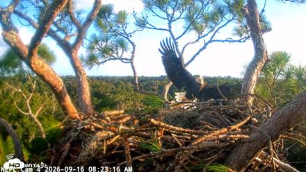 NE Florida Eagles Live Webcam - Sep 16, 2026, 8:24am EDT