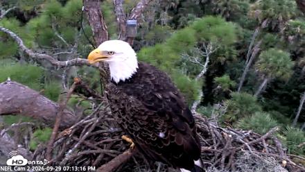 NE Florida Eagles Live Webcam - Sep 29, 2026, 7:14pm EDT