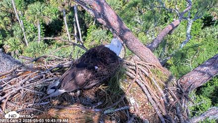 NE Florida Eagles Live Webcam - May 3, 2026, 10:44am EDT