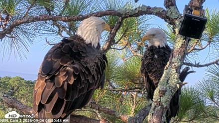 NE Florida Eagles Live Webcam - Sep 4, 2026, 8:21am EDT