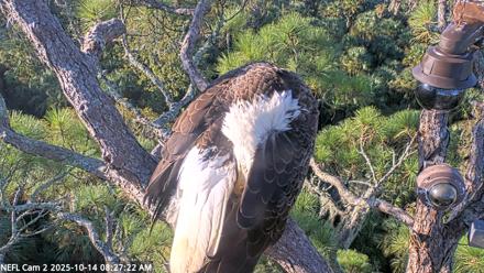 NE Florida Eagles Live Webcam - Oct 14, 2025, 8:28am EDT