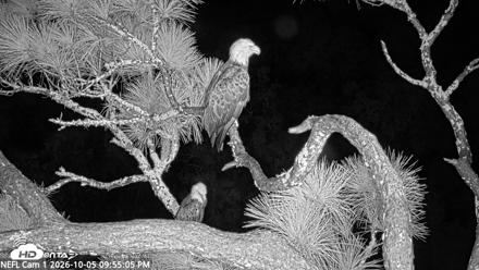 NE Florida Eagles Live Webcam - Oct 5, 2026, 9:56pm EDT