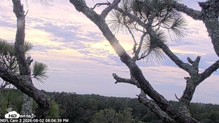 NE Florida Eagles Live Webcam - Aug 2, 2026, 8:05pm EDT