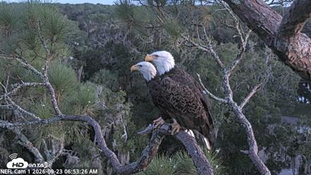 NE Florida Eagles Live Webcam - Sep 23, 2026, 6:54am EDT