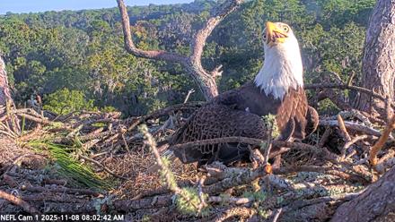NE Florida Eagles Live Webcam - Nov 8, 2025, 8:03am EST