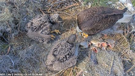 NE Florida Eagles Live Webcam - Feb 3, 2026, 10:26am EST