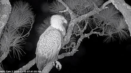 NE Florida Eagles Live Webcam - Nov 15, 2025, 7:42pm EST