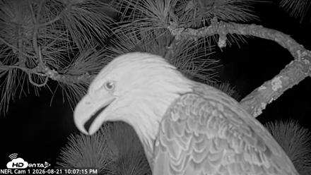 NE Florida Eagles Live Webcam - Aug 21, 2026, 10:08pm EDT
