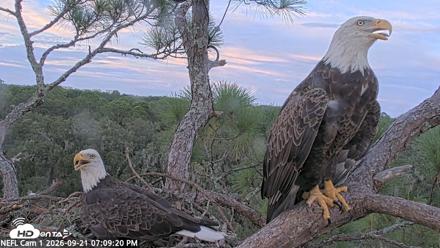 NE Florida Eagles Live Webcam - Sep 21, 2026, 7:10pm EDT