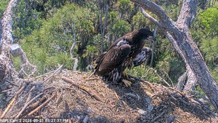NE Florida Eagles Live Webcam - Mar 21, 2026, 3:28pm EDT