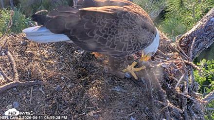 NE Florida Eagles Live Webcam - Apr 11, 2026, 7:00pm EDT