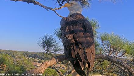 NE Florida Eagles Live Webcam - Nov 13, 2025, 4:00pm EST