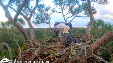NE Florida Eagles Live Webcam - Sep 21, 2026, 8:13am EDT