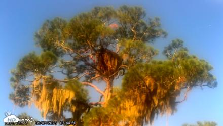 NE Florida Eagles Live Webcam - Sep 7, 2026, 7:45am EDT