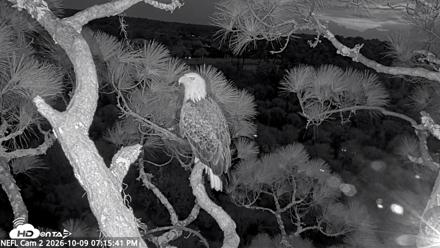 NE Florida Eagles Live Webcam - Oct 9, 2026, 7:16pm EDT