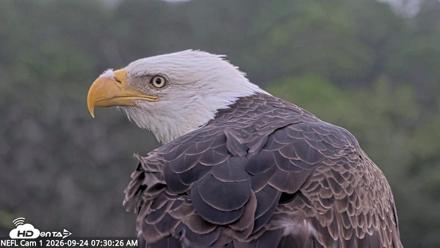 NE Florida Eagles Live Webcam - Sep 24, 2026, 7:32am EDT