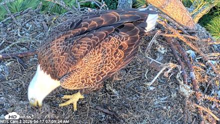 NE Florida Eagles Live Webcam - Apr 17, 2026, 7:10am EDT