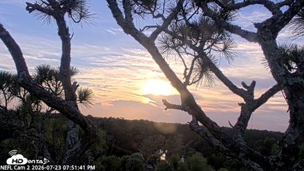 NE Florida Eagles Live Webcam - Jul 23, 2026, 7:52pm EDT