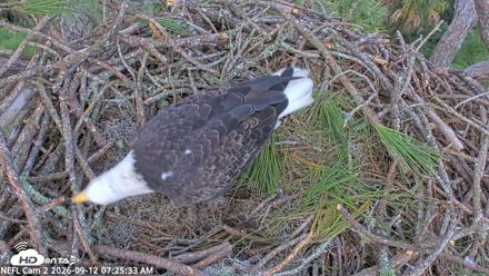 NE Florida Eagles Live Webcam - Sep 12, 2026, 7:26am EDT