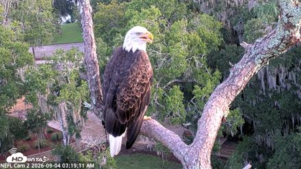 NE Florida Eagles Live Webcam - Sep 4, 2026, 7:20am EDT