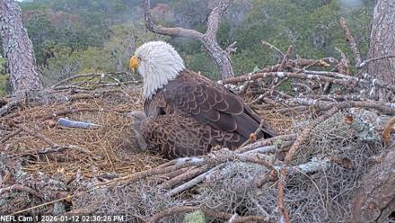 NE Florida Eagles Live Webcam - Jan 12, 2026, 2:31pm EST