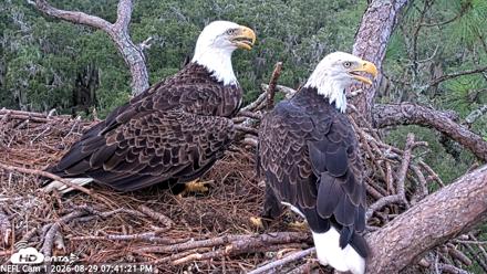 NE Florida Eagles Live Webcam - Aug 29, 2026, 7:42pm EDT