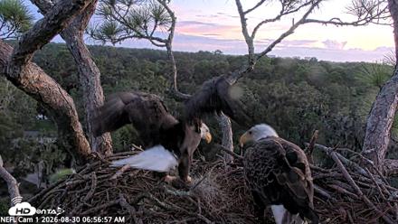 NE Florida Eagles Live Webcam - Aug 30, 2026, 6:57am EDT