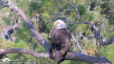 NE Florida Eagles Live Webcam - Sep 1, 2026, 10:01am EDT