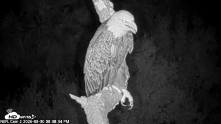 NE Florida Eagles Live Webcam - Aug 30, 2026, 8:39pm EDT