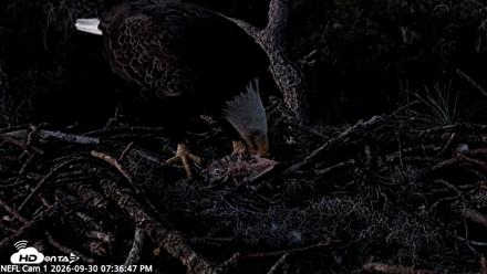 NE Florida Eagles Live Webcam - Sep 30, 2026, 7:37pm EDT