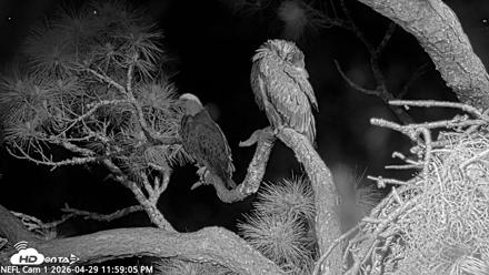 NE Florida Eagles Live Webcam - Apr 30, 2026, 12:00am EDT