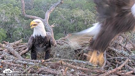 NE Florida Eagles Live Webcam - Sep 16, 2026, 7:37am EDT