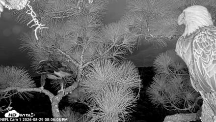 NE Florida Eagles Live Webcam - Aug 29, 2026, 8:07pm EDT