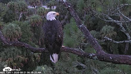 NE Florida Eagles Live Webcam - Aug 21, 2026, 6:39am EDT