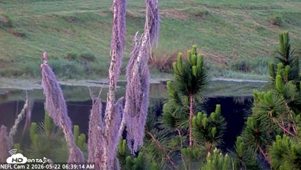 NE Florida Eagles Live Webcam - May 22, 2026, 6:40am EDT