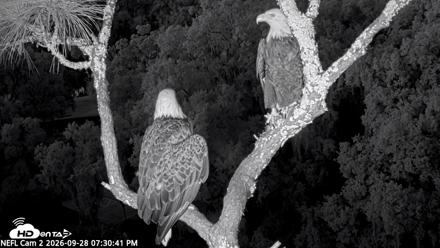 NE Florida Eagles Live Webcam - Sep 28, 2026, 7:31pm EDT