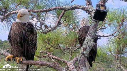 NE Florida Eagles Live Webcam - Sep 4, 2026, 10:41am EDT