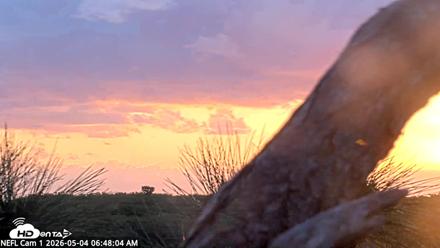 NE Florida Eagles Live Webcam - May 4, 2026, 6:49am EDT