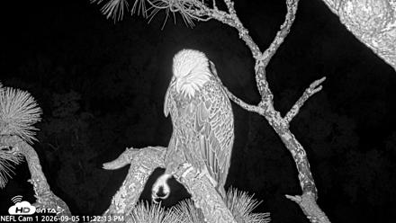 NE Florida Eagles Live Webcam - Sep 5, 2026, 11:23pm EDT