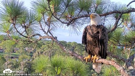 NE Florida Eagles Live Webcam - Sep 8, 2026, 8:20am EDT
