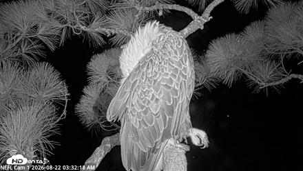 NE Florida Eagles Live Webcam - Aug 22, 2026, 3:33am EDT